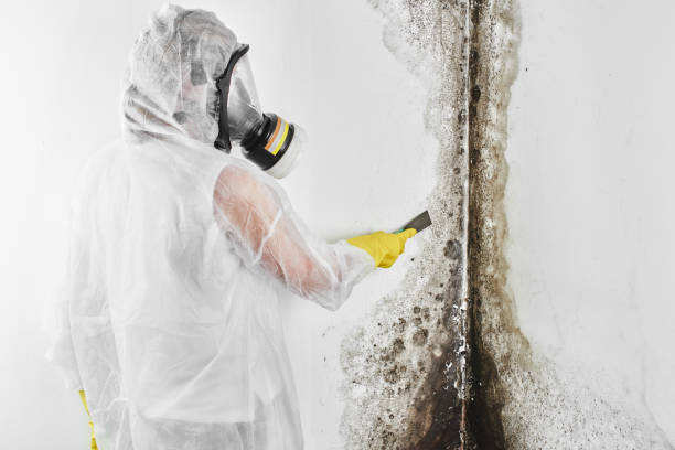 Best Environmental Consulting for Mold Prevention  in Browns Lake, WI